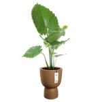 amber coupe 41cm caramel